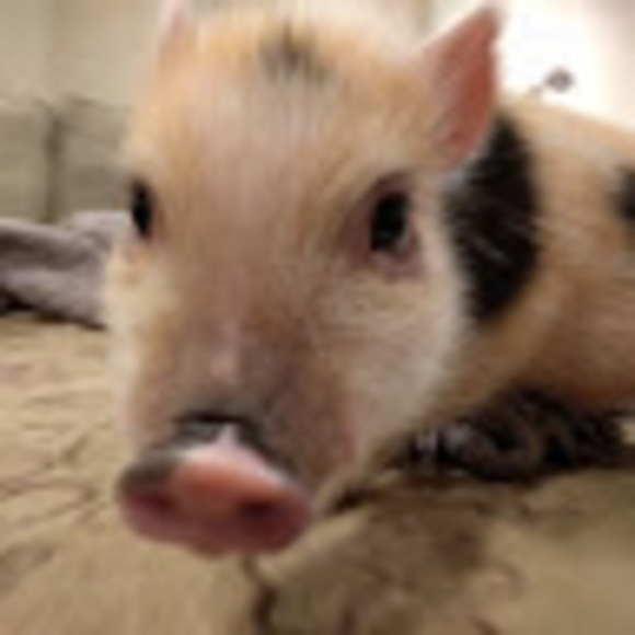 Meet your Posher, Alana - Picture 1 of 1